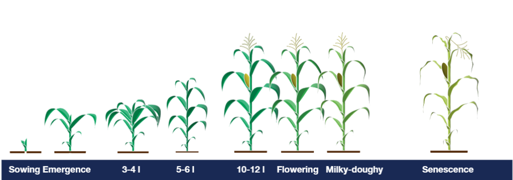 8 key stage growing maize