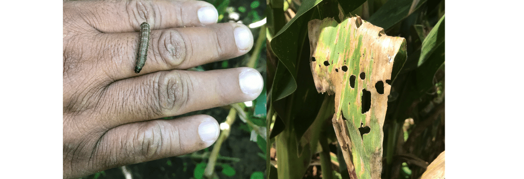 Tropical corn attacked by Faw