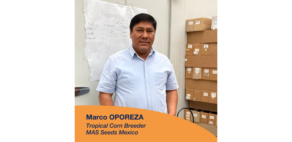 Marco Oropeza breeder masseeds
