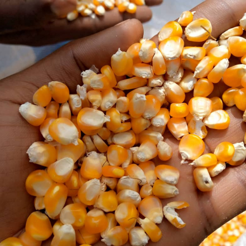corn seed africa