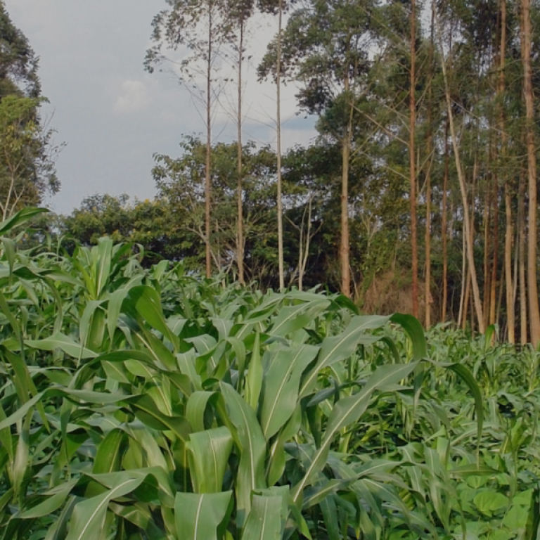 Corn Agriculture Africa